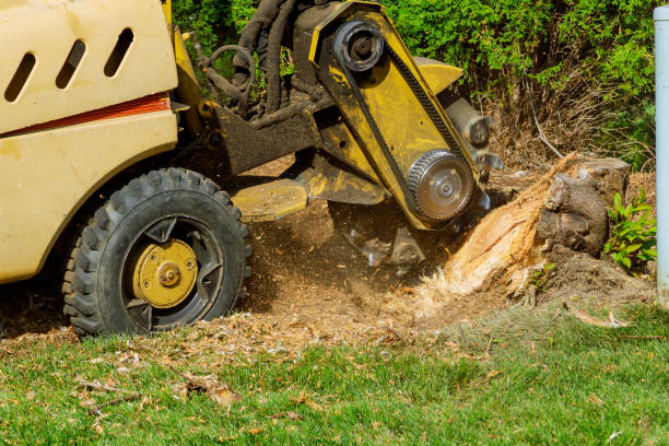 Trusted Catonsville, MD Tree Removal Experts