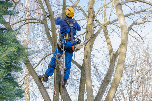 Best Root Management and Removal  in Catonsville, MD